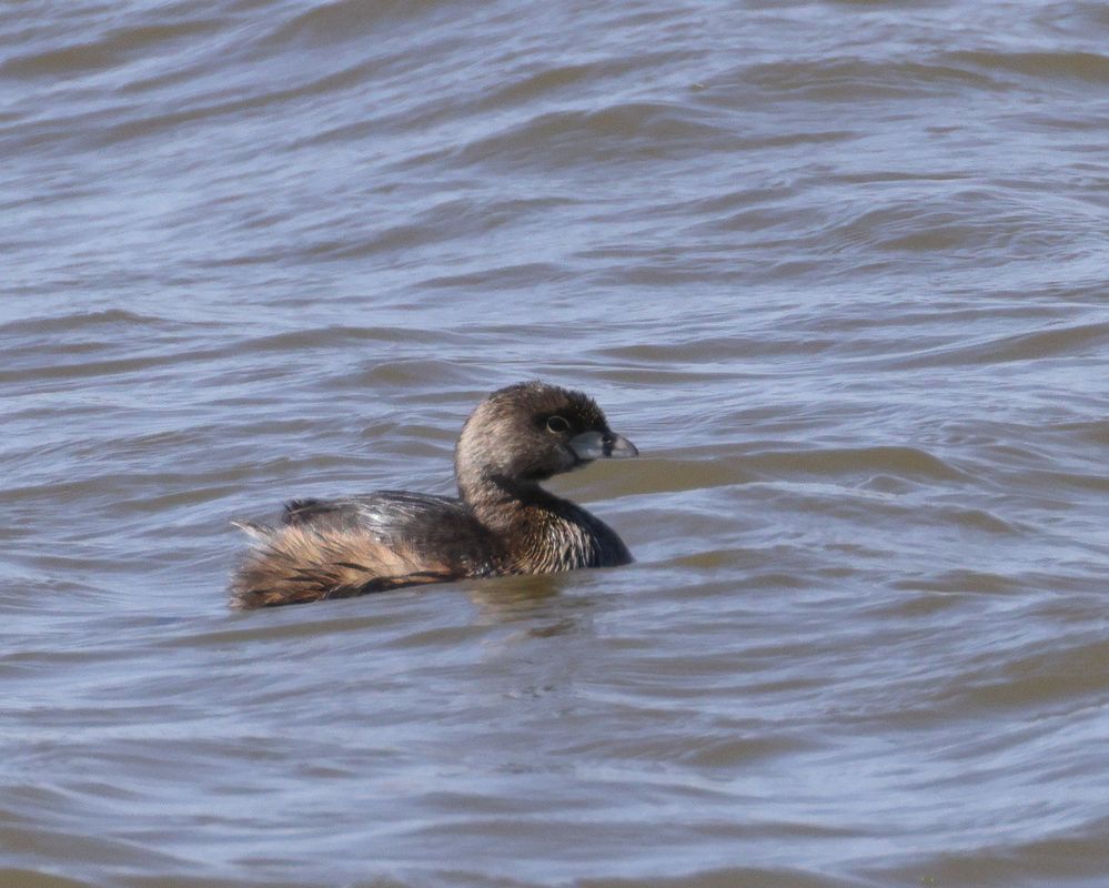 Pied billed grebe at Lake Thunderbird today