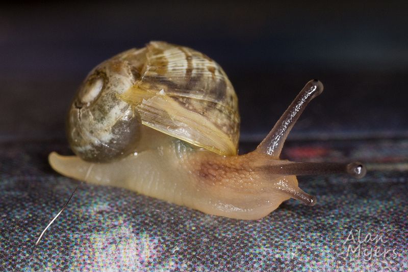 Baby snail on newspaper