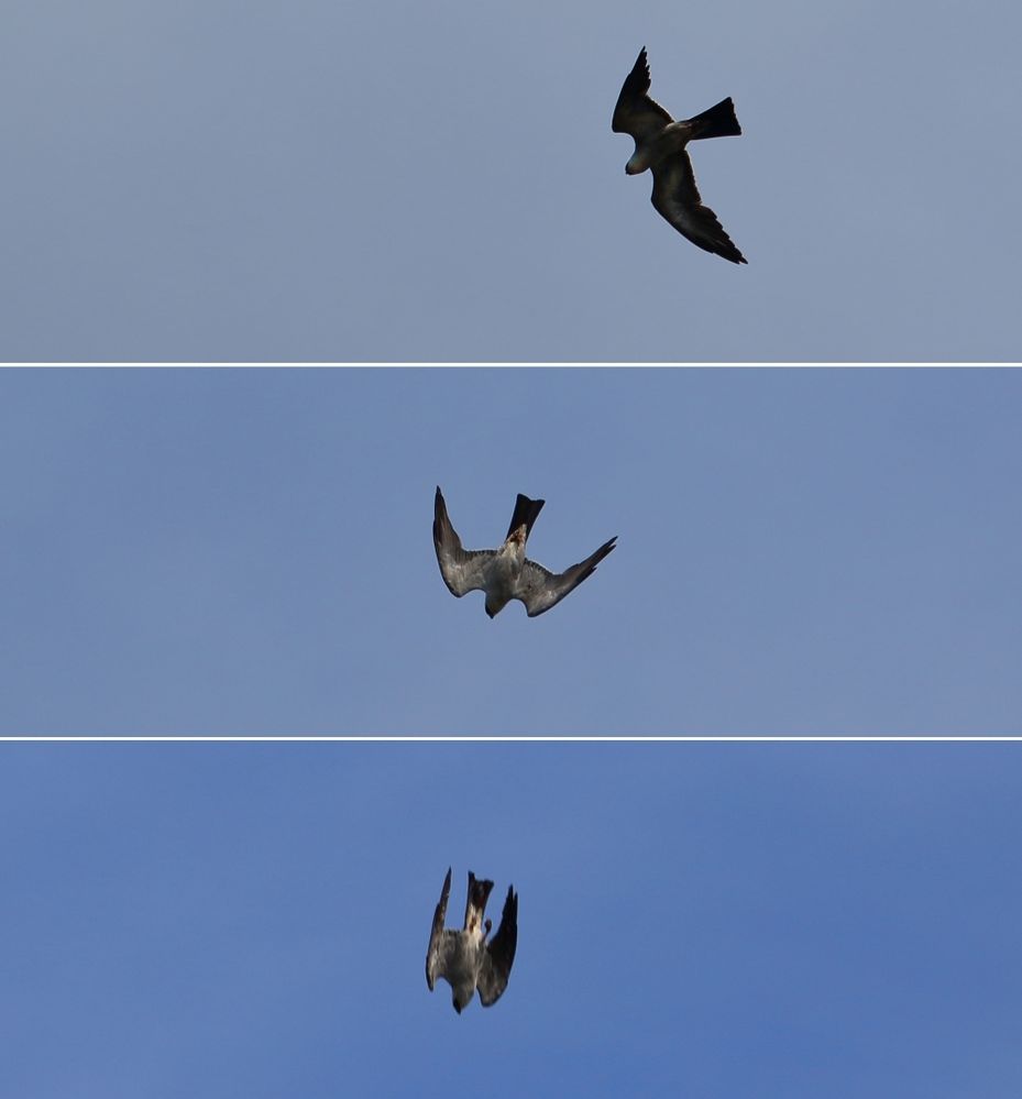 Diving Mississippi Kites.