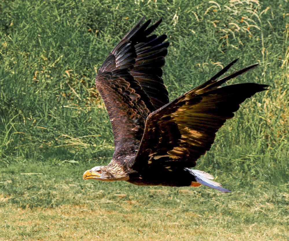 Golden Eagle 30 K copy.jpg