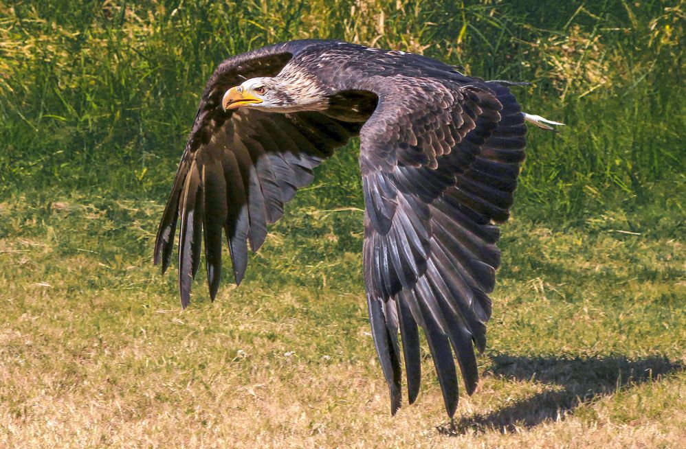 Golden Eagle 30 L2 copy.jpg