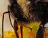 Bumblebee on Zinnia