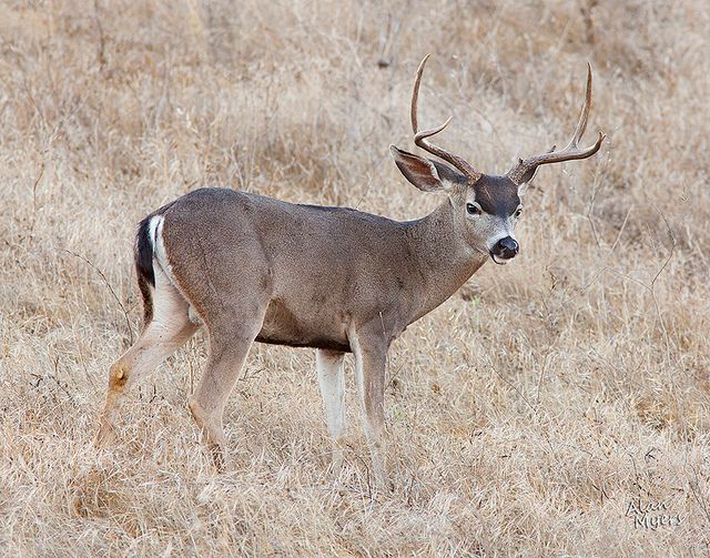 Young black-tail buck