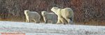 polarbear6.jpg