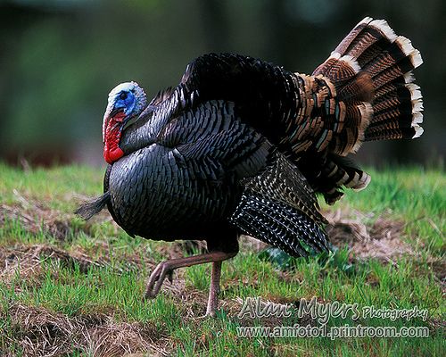 Tom turkey strutting