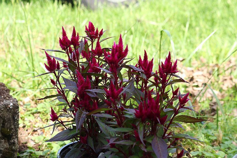 Celosia plants.jpg