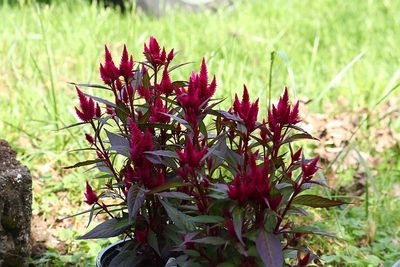 Celosia plants.jpg