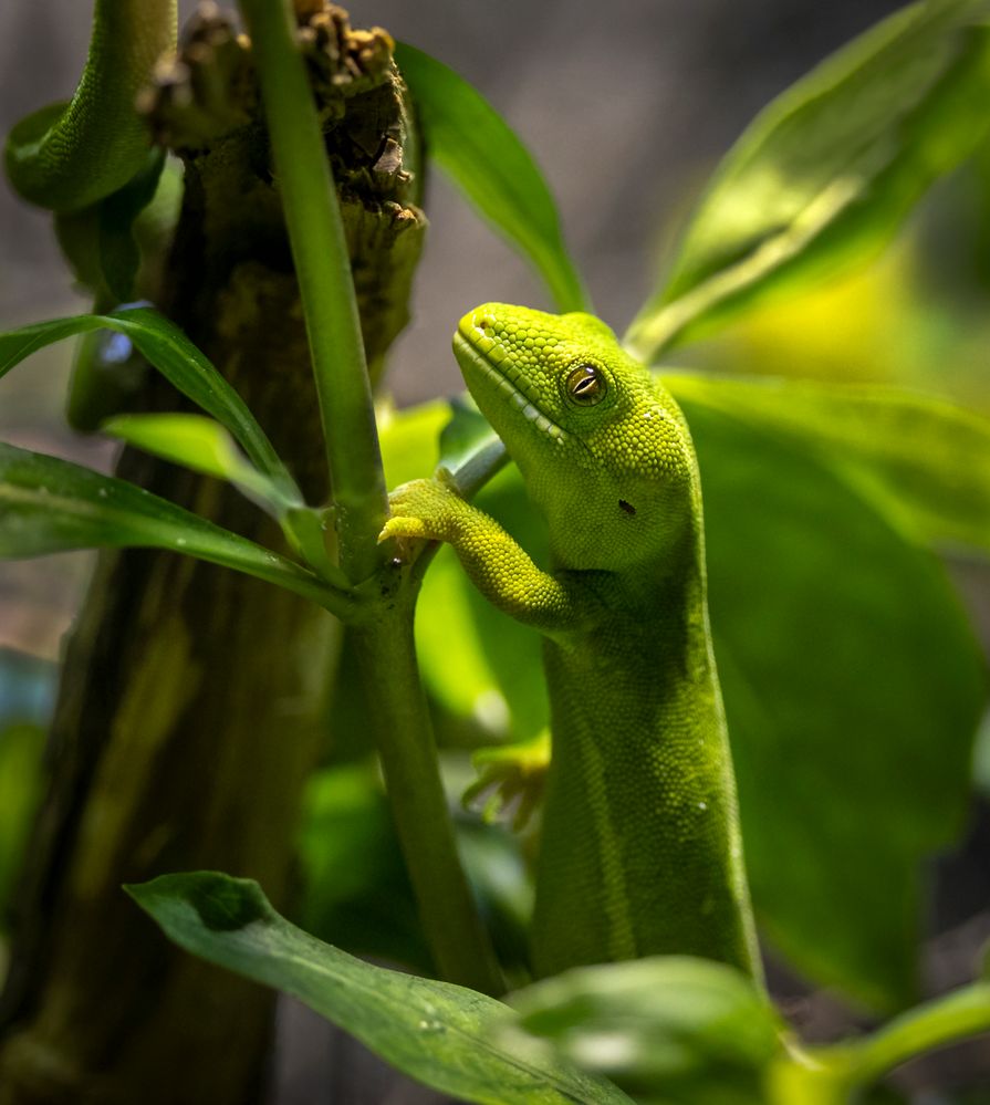 Canon EOS R6, RF100-500@500mm, f/6.3, 1/500sec, ISO-3200