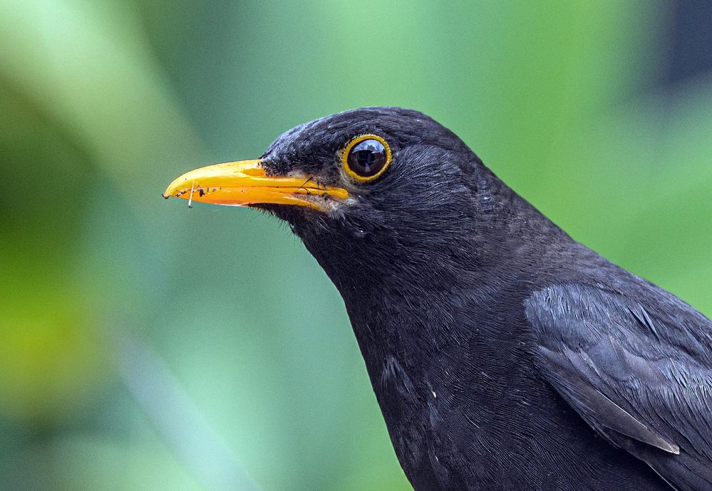 EOS R5, EF 70-300MkII@300mm, f/8, 1/320sec, ISO-800