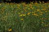 Rudbeckia hirta in Norman, Oklahoma, United States on 17 June 2022