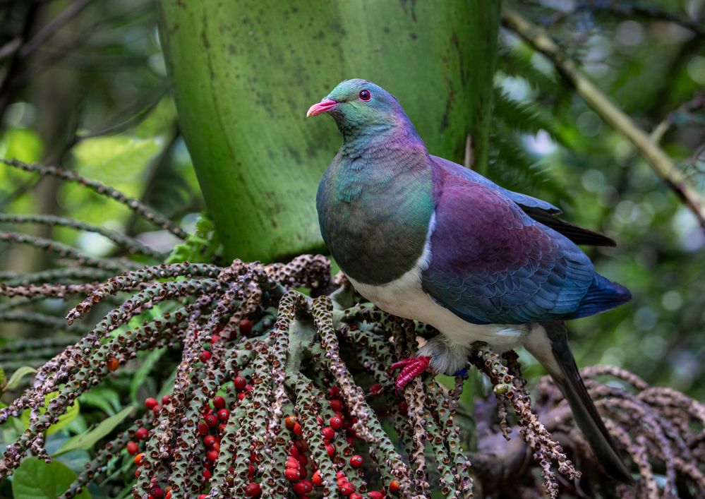 NZ Kereru, R5, Sigma 150-600c@464mm, f/6.3, 1/160sec, ISO-1600