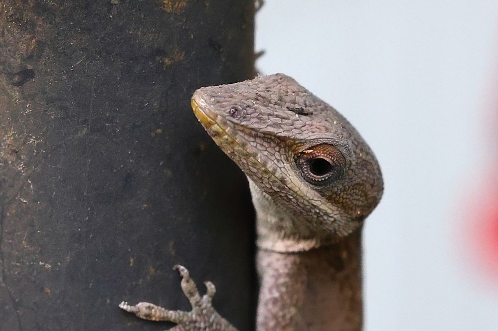 Green Anole.