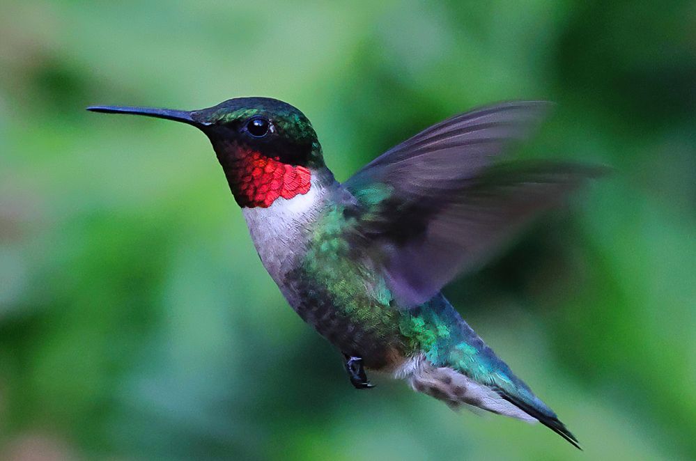 Ruby-throated Hummingbird, male.