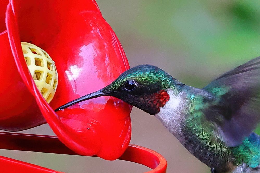 Ruby-throated Hummingbird, male. Heavy crop.