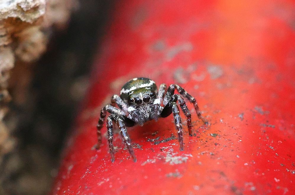 Jumping Spider, female.