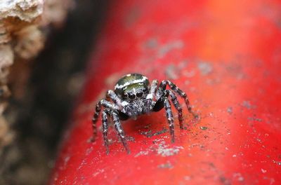 Jumping Spider-002Sa.jpg