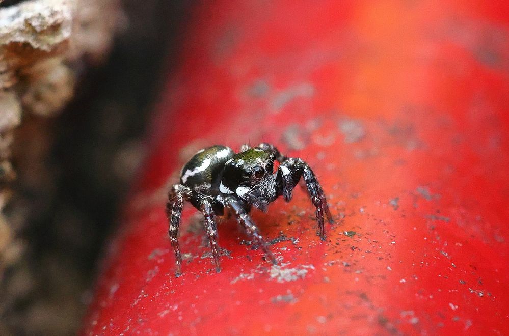 Jumping Spider, female.