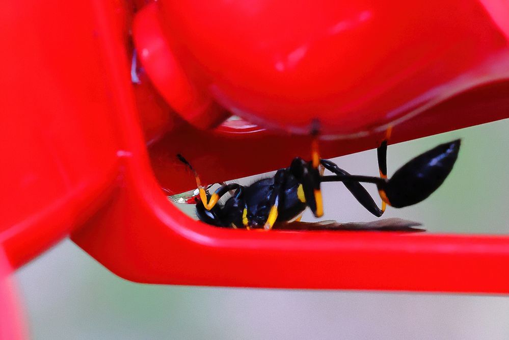 Black and Orange Mud Dauber.