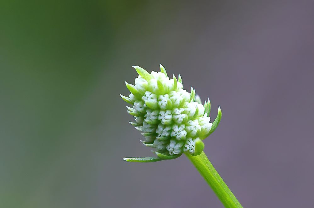 Baldwins Eryngo immature bloom.