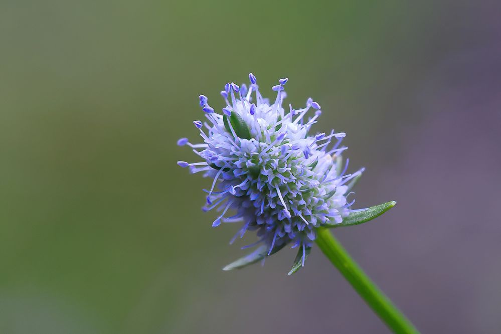 Baldwins Eryngo mature bloom.