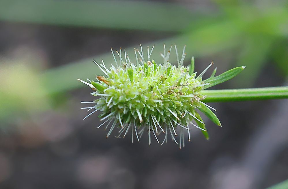 Baldwins Eryngo forming seeds.