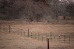 deer1 (800x533).jpg