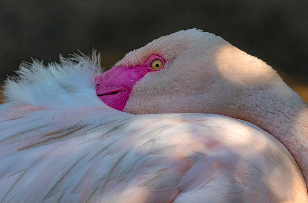 Sigma 150-600c@347mm, f/9, 1/640sec, ISO-1250