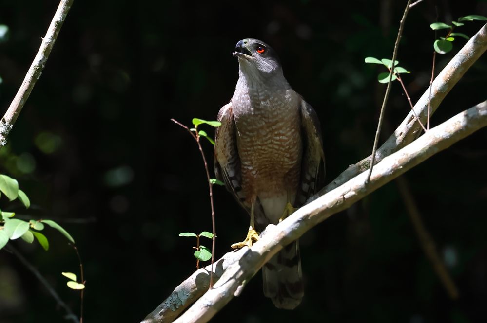 Coopers Hawk-001a.JPG