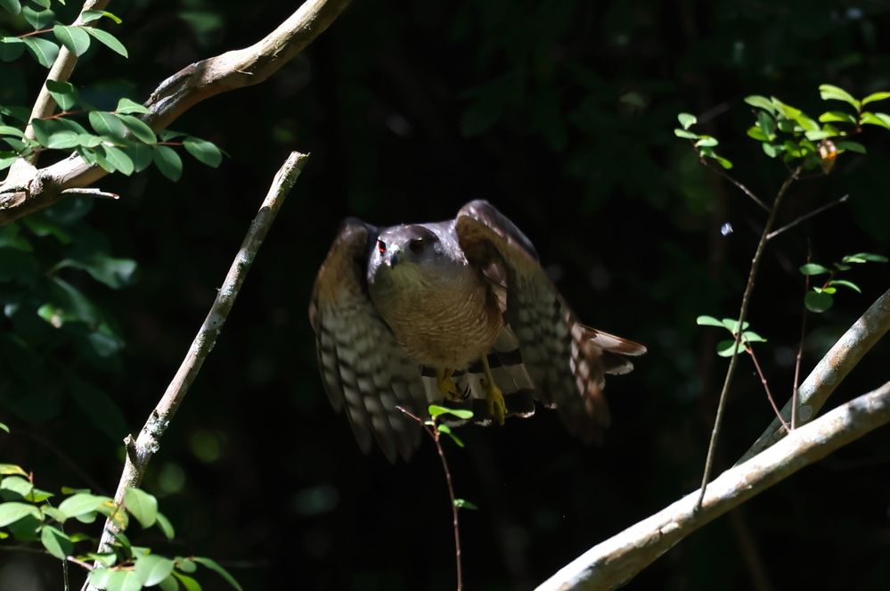 Coopers Hawk Fly-1Sa.jpg