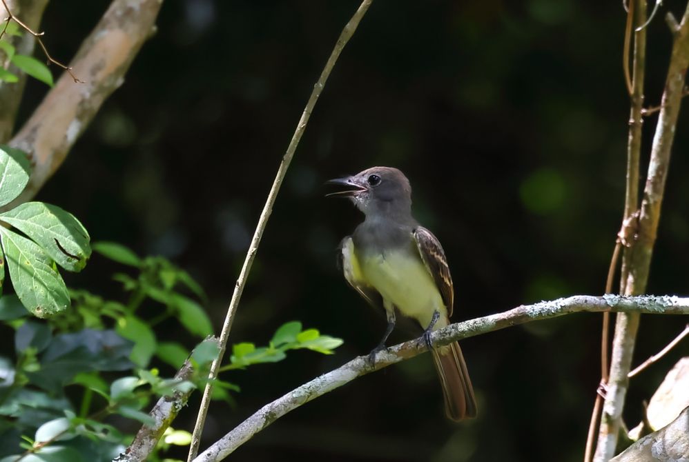 Intended Prey: Great Crested Flycatcher Fledgling.