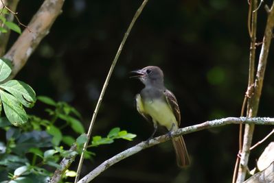 Great Crested Flycatcher Fledg-02a.JPG