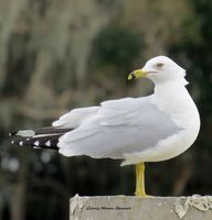 Seagull