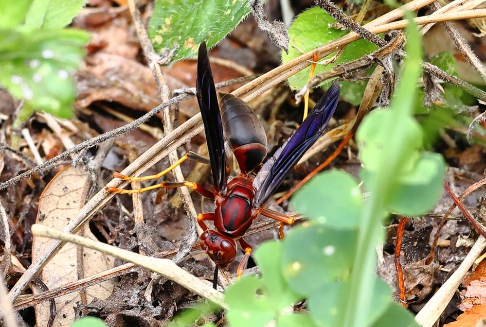 Black and Red Paper Wasp @ 4 feet.