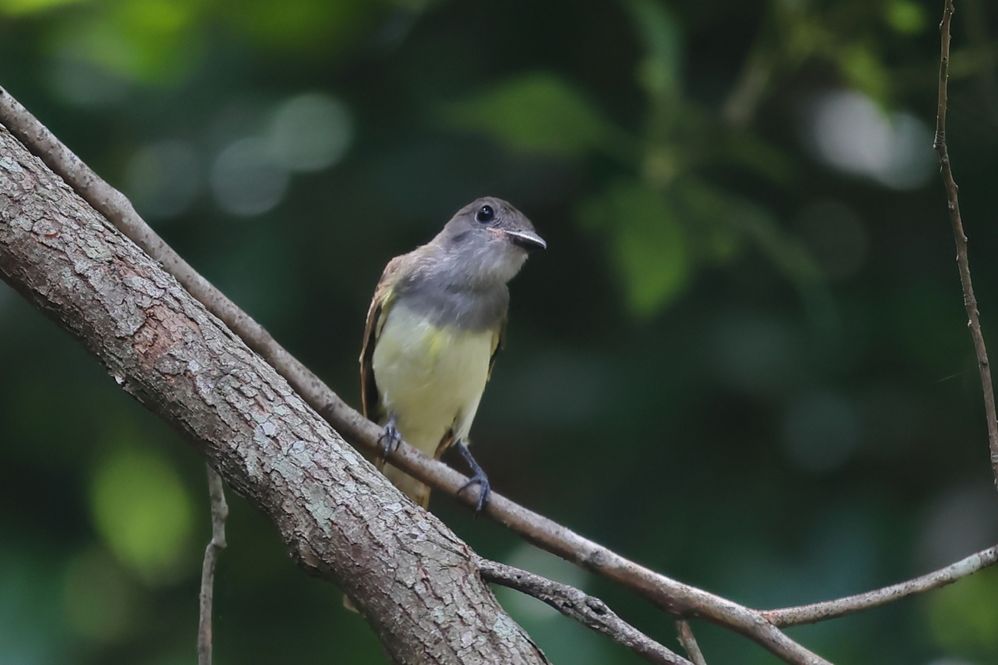 Great Crested Flycatcher @ 30 feet.