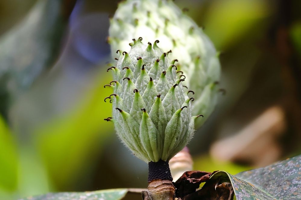 Magnolia Seed Pod @ 20 feet.