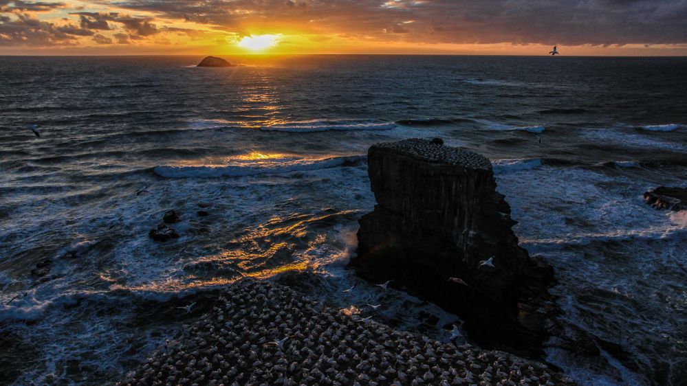 NZ Auckland Muriwai Gannet Colony Sunset 07.jpg