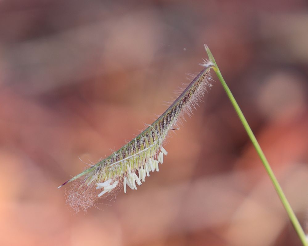 Hairy Grama Grass (Bouteloua hirsuta) blooming in Norman, Oklahoma, July 14, 2022, F/9.0, 1/32, 560.0 mm, distance about 1.5m, handheld to test IBIS