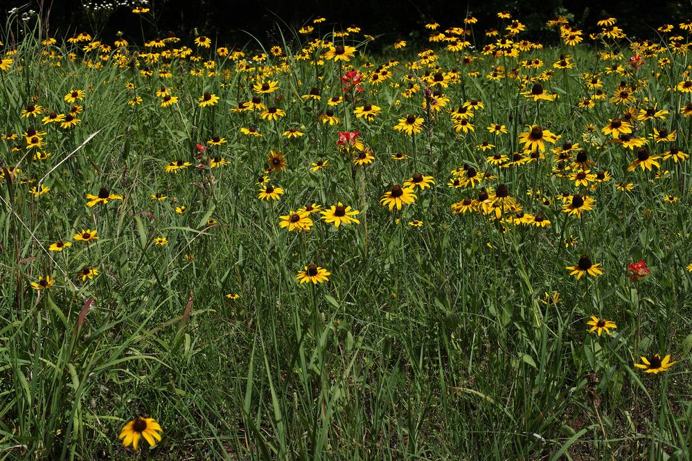 Rudbeckia hirta (also called Black Eyed Susan) and Castilleja indivisa (also called Indian Paintbrush) blooming in Norman, Oklahoma, June 17, 2022, F/16, 1/332, 50mm, resized to 40% for upload, GMIC RL, Minolta MC ROKKOR-X PG 1:1.4 f=50mm