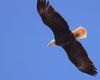 Bald Eagle (Haliaeetus leucocephalus) at Lake Thunderbird in Norman, Oklahoma, March 1, 2022, F/11, 1/1328, 800mm, EF100-400mm f/4.5-5.6L IS II USM +2x III, distance about 75m, handheld