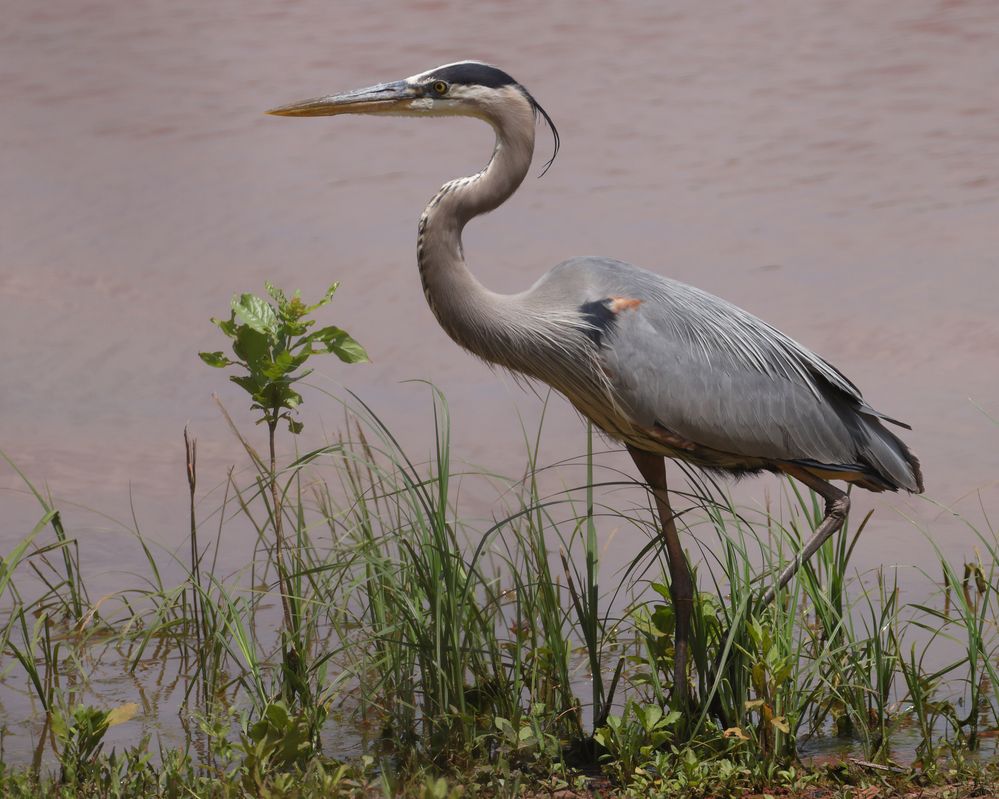 Great Blue Heron (Ardea herodias) at Lake Thunderbird in Norman, Oklahoma, June 6, 2022, F/13, ISO 800, 1/1328, 800mm, EF100-400mm f/4.5-5.6L IS II USM +2x III, distance about 27 meters, white balance "daylight", DPP removed diffraction blur