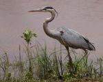 Great Blue Heron (Ardea herodias) at Lake Thunderbird in Norman, Oklahoma, June 6, 2022, F/13, ISO 800, 1/1328, 800mm, EF100-400mm f/4.5-5.6L IS II USM +2x III, distance about 27 meters, white balance "daylight", DPP removed diffraction blur