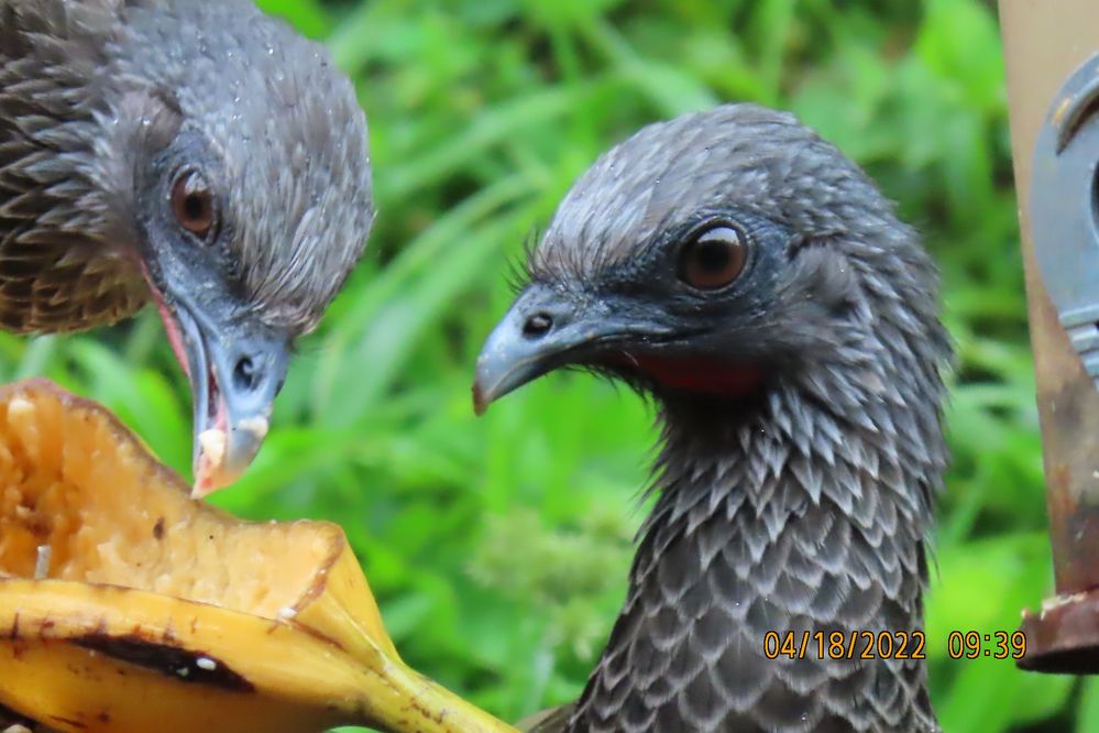 Chachalaca [Ortalis Columbiana]3.JPG