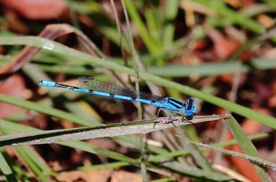 Atlantic Bluet-1Sa.jpg