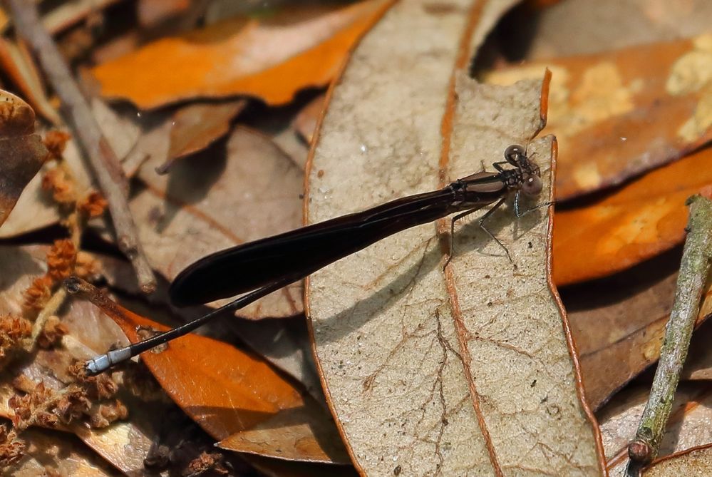 Brown Dancer Damselfly.