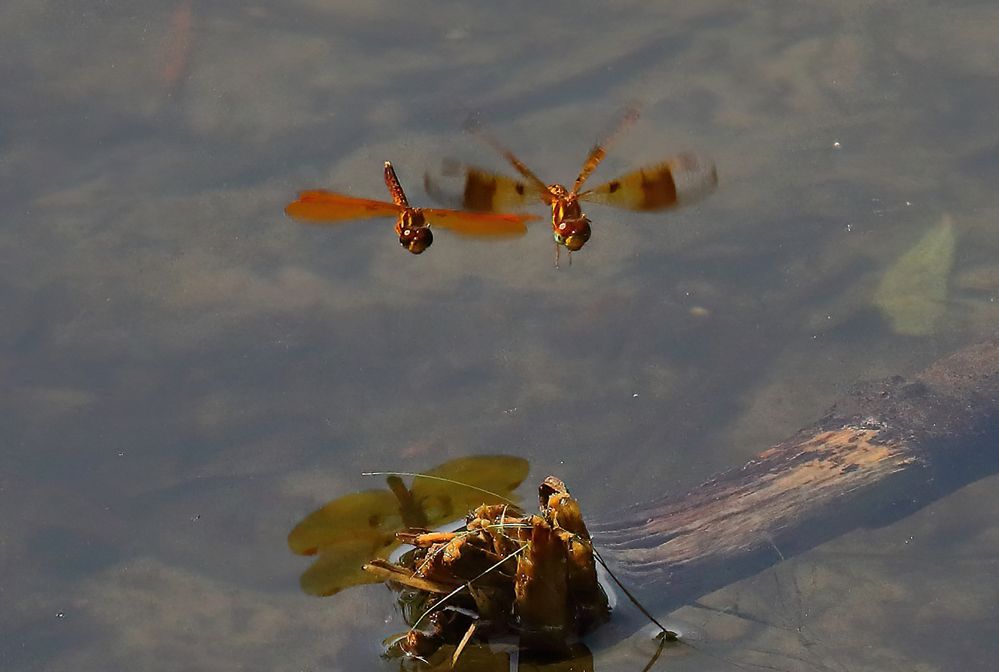 Eastern Amberwing Dragonfly, Female(R), and Male.
