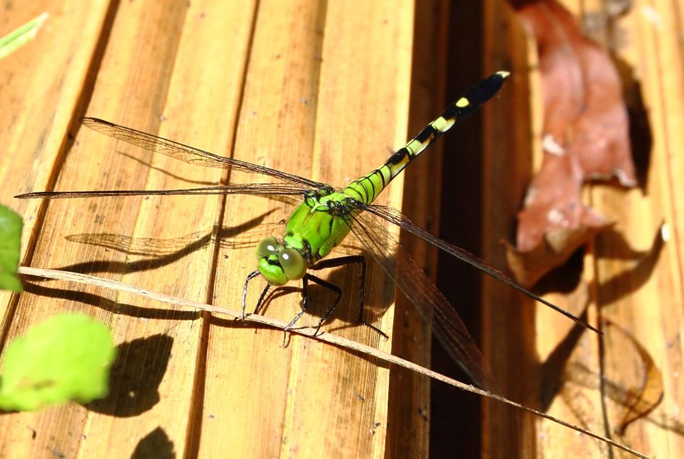 Eastern Pondhawk Dragonfly, Female.