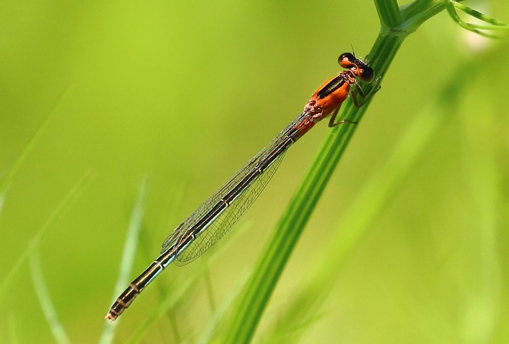 Furtive Forktail Damselfly.