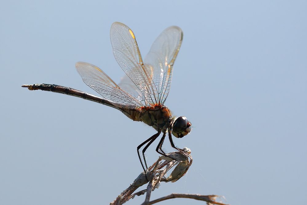 Golden-winged Skimmer Dragonfly. Very rare in our area.