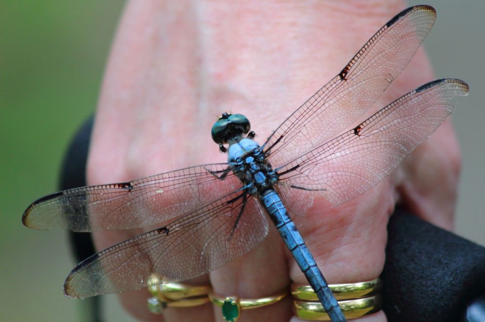 Great Blue Skimmer Dragonfly.