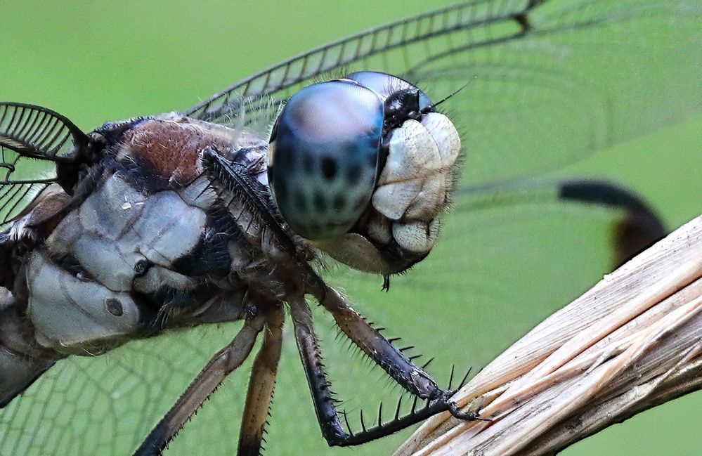 Great Blue Skimmer Dragonfly.